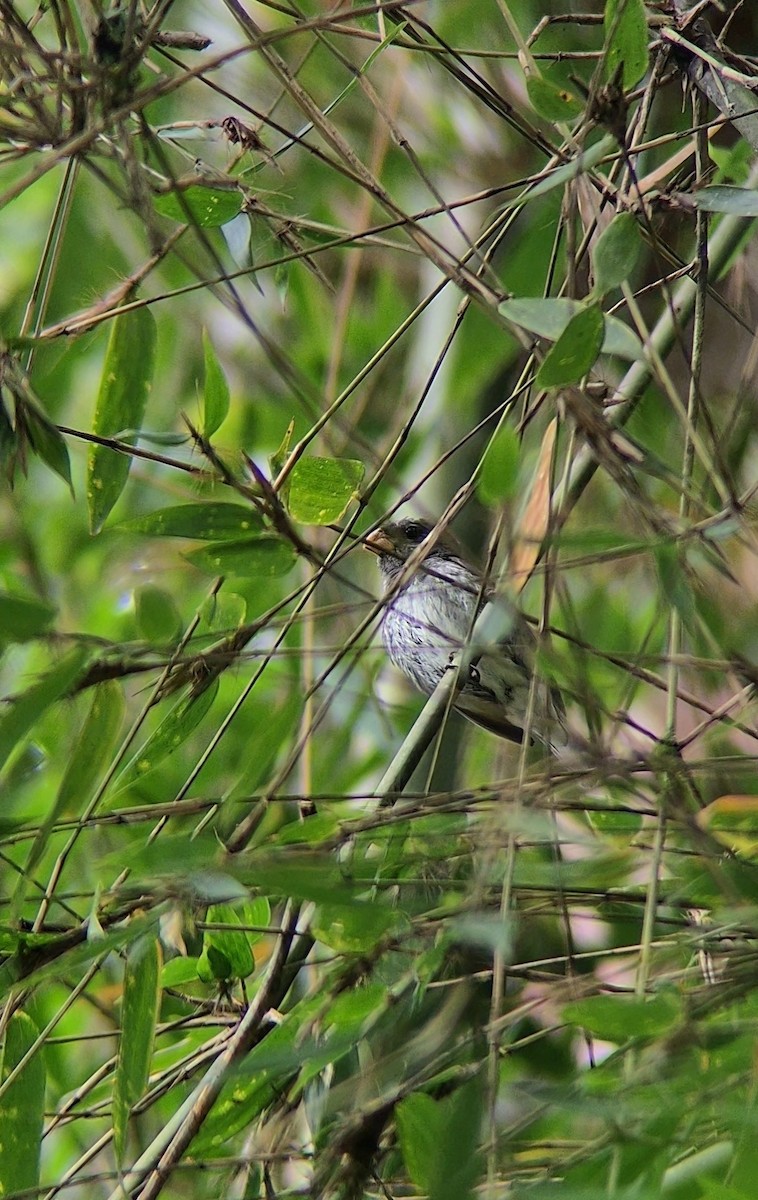 Schieferspelzer - ML646629742