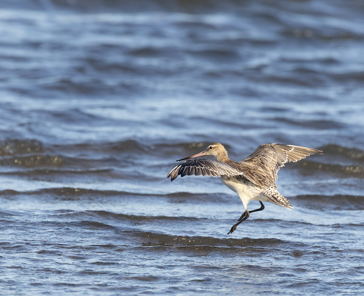 Bar-tailed Godwit - ML646629743