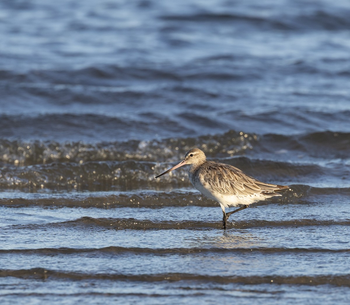 Bar-tailed Godwit - ML646629744