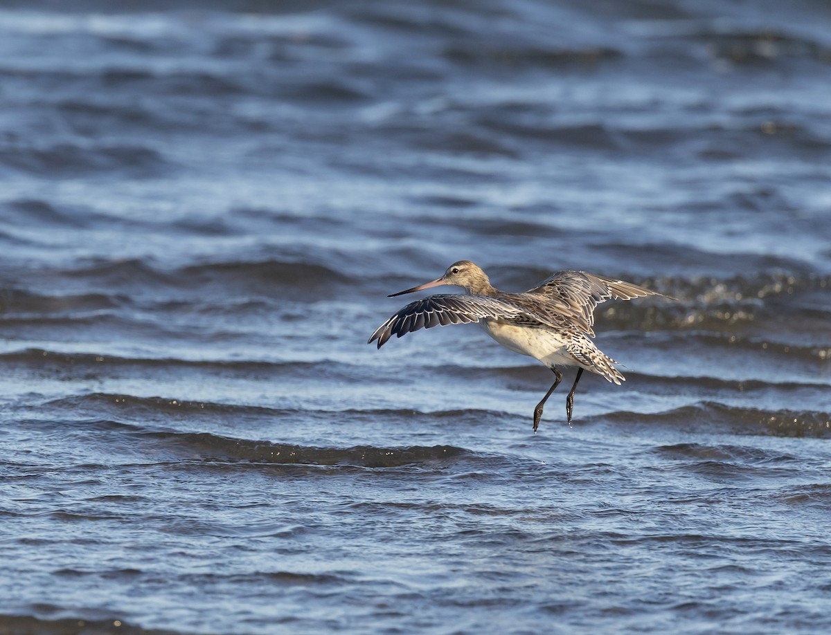 Bar-tailed Godwit - ML646629745