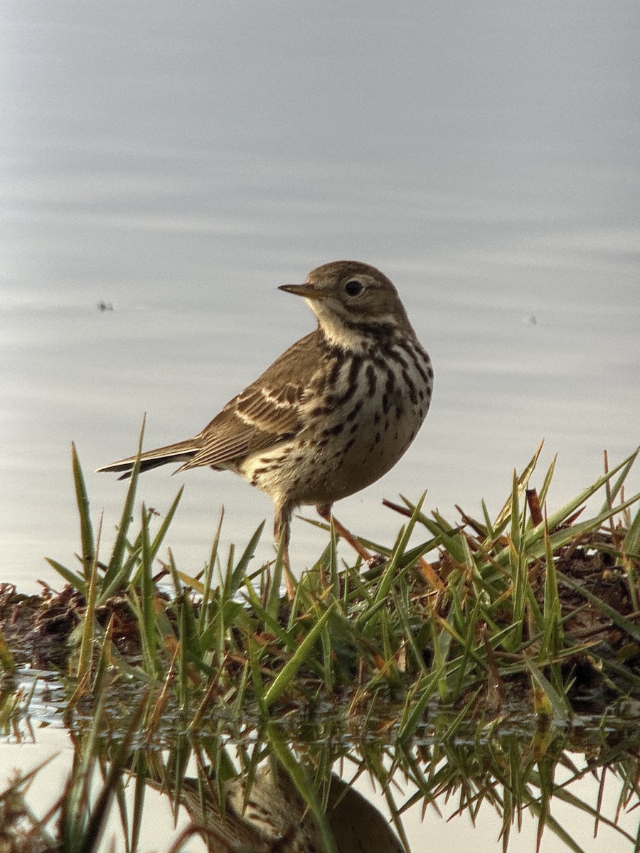 Siberian Pipit - ML646629746