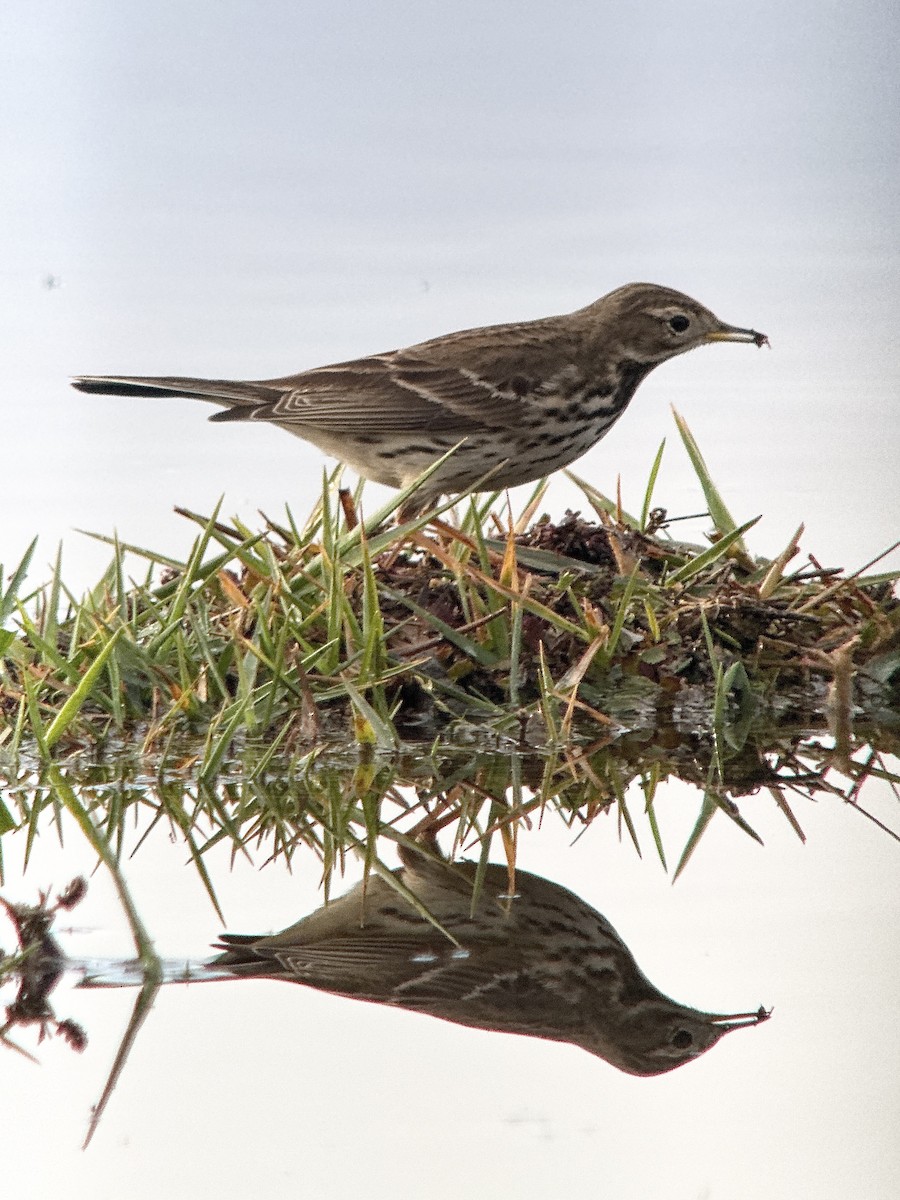Siberian Pipit - ML646629747