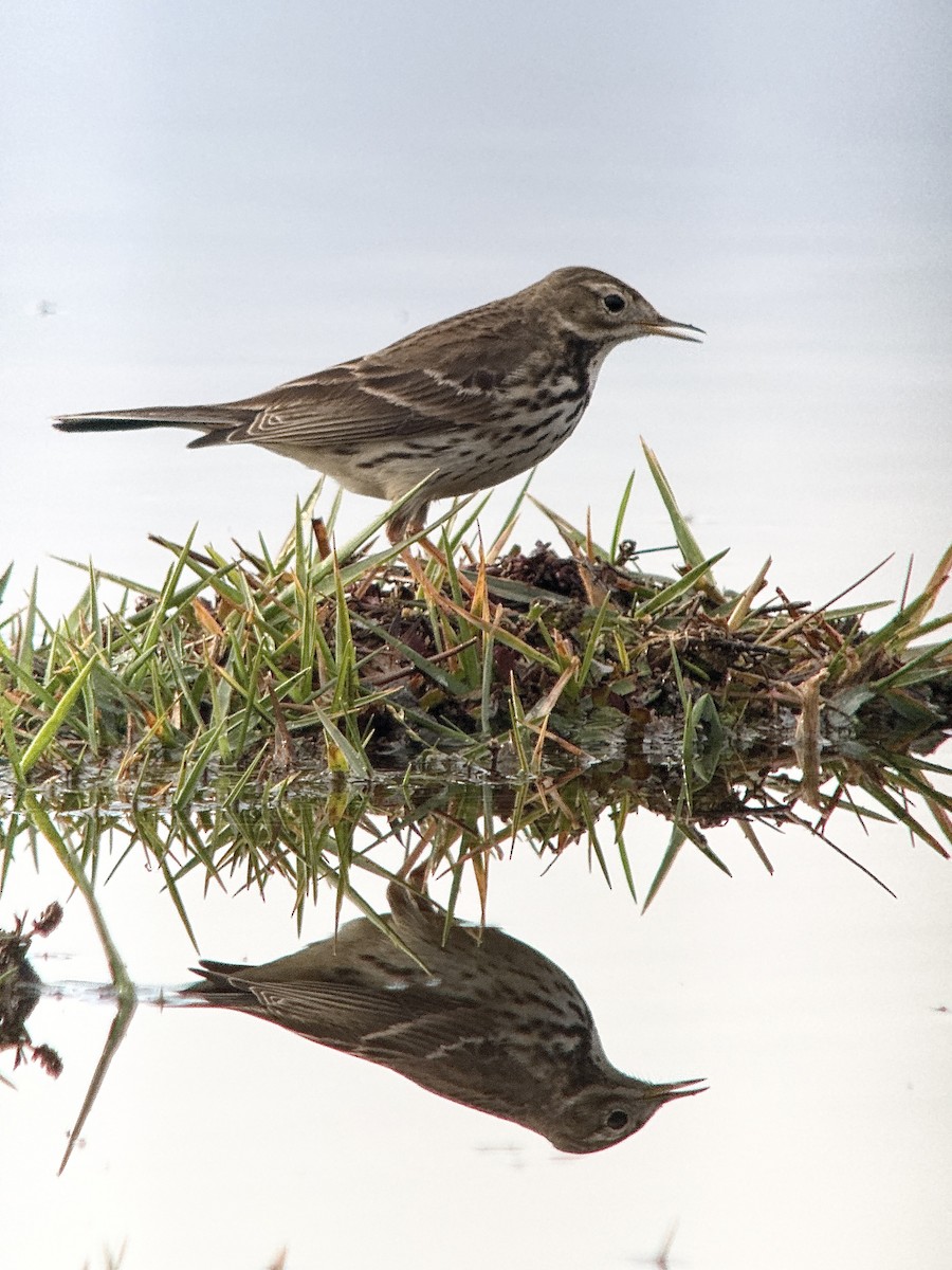 Siberian Pipit - ML646629748
