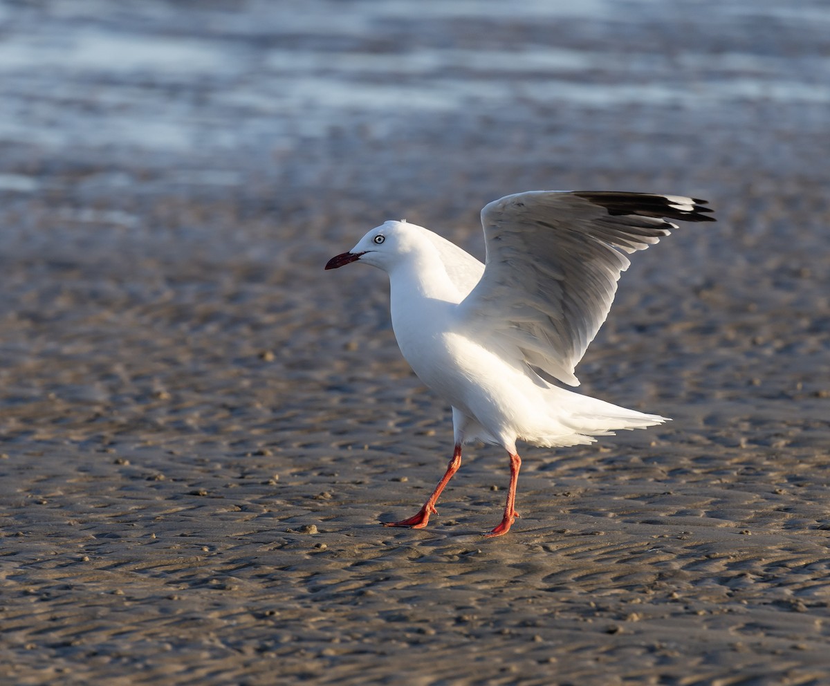 Silver Gull - ML646629751