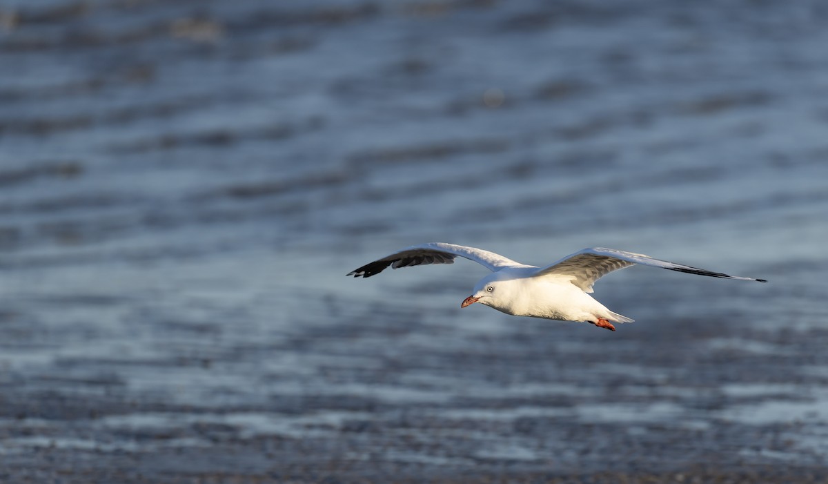 Silver Gull - ML646629752