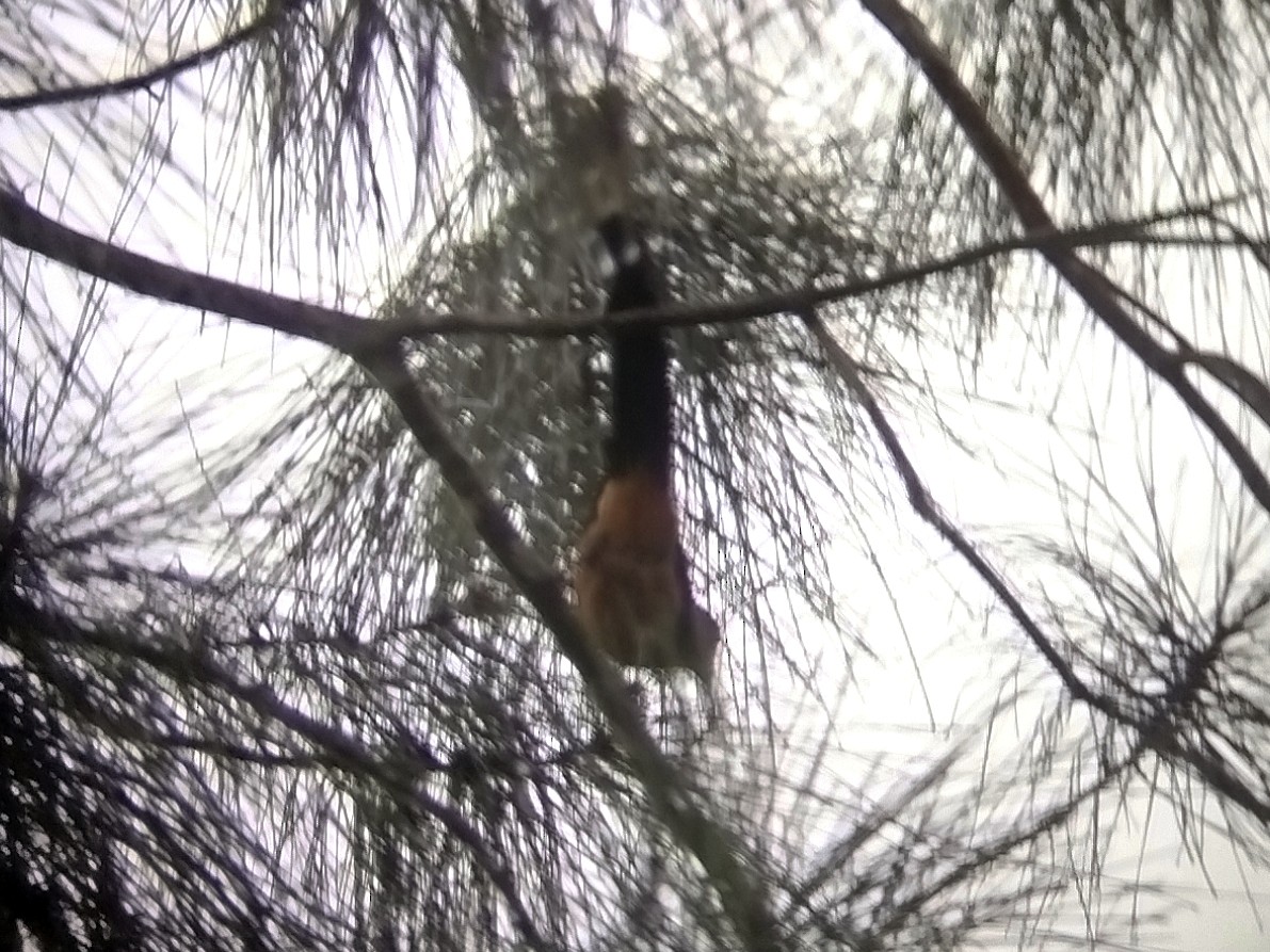 Bornean Treepie - ML646629753