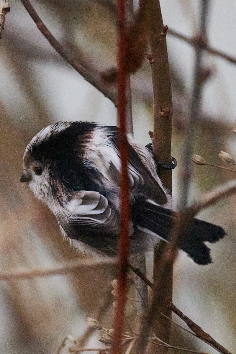 Long-tailed Tit - ML646629756