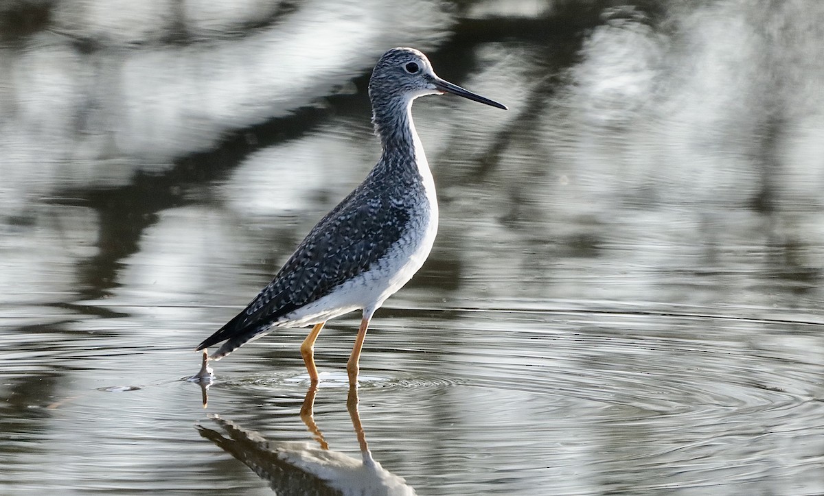 Greater Yellowlegs - ML646629758