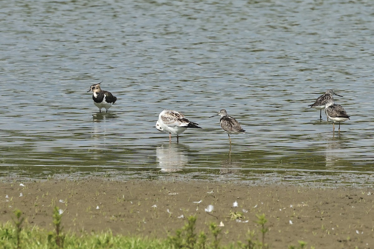 小辮鴴 - ML646629761