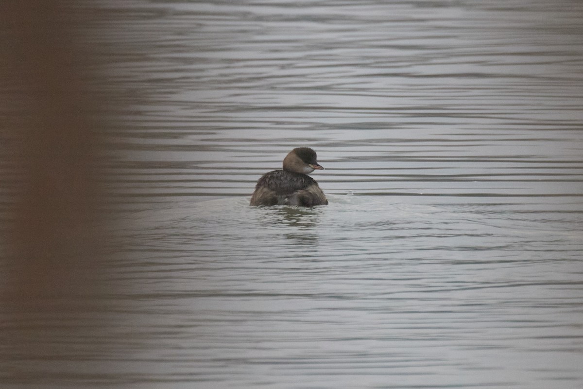 小鸊鷉 - ML646629762