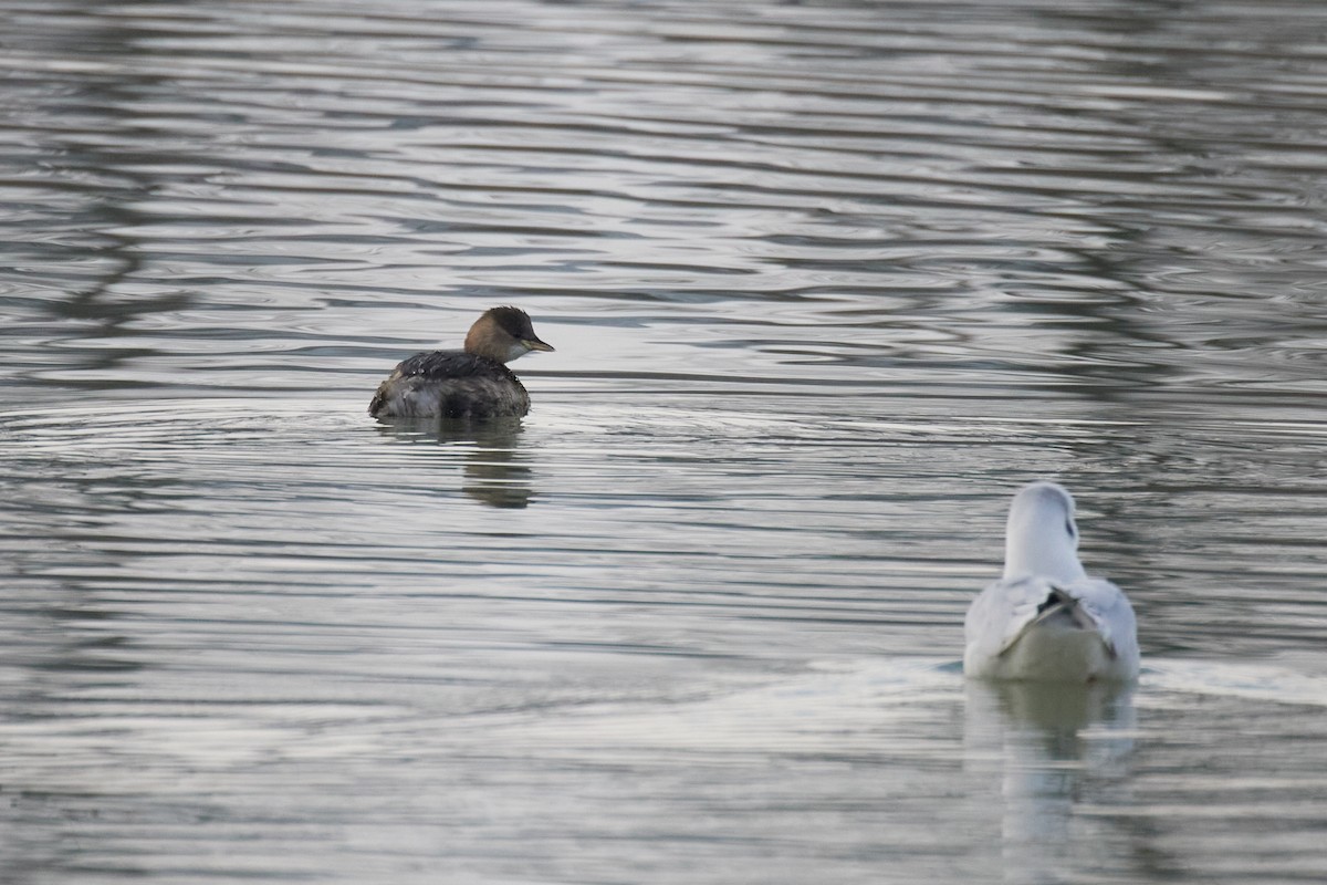小鸊鷉 - ML646629763