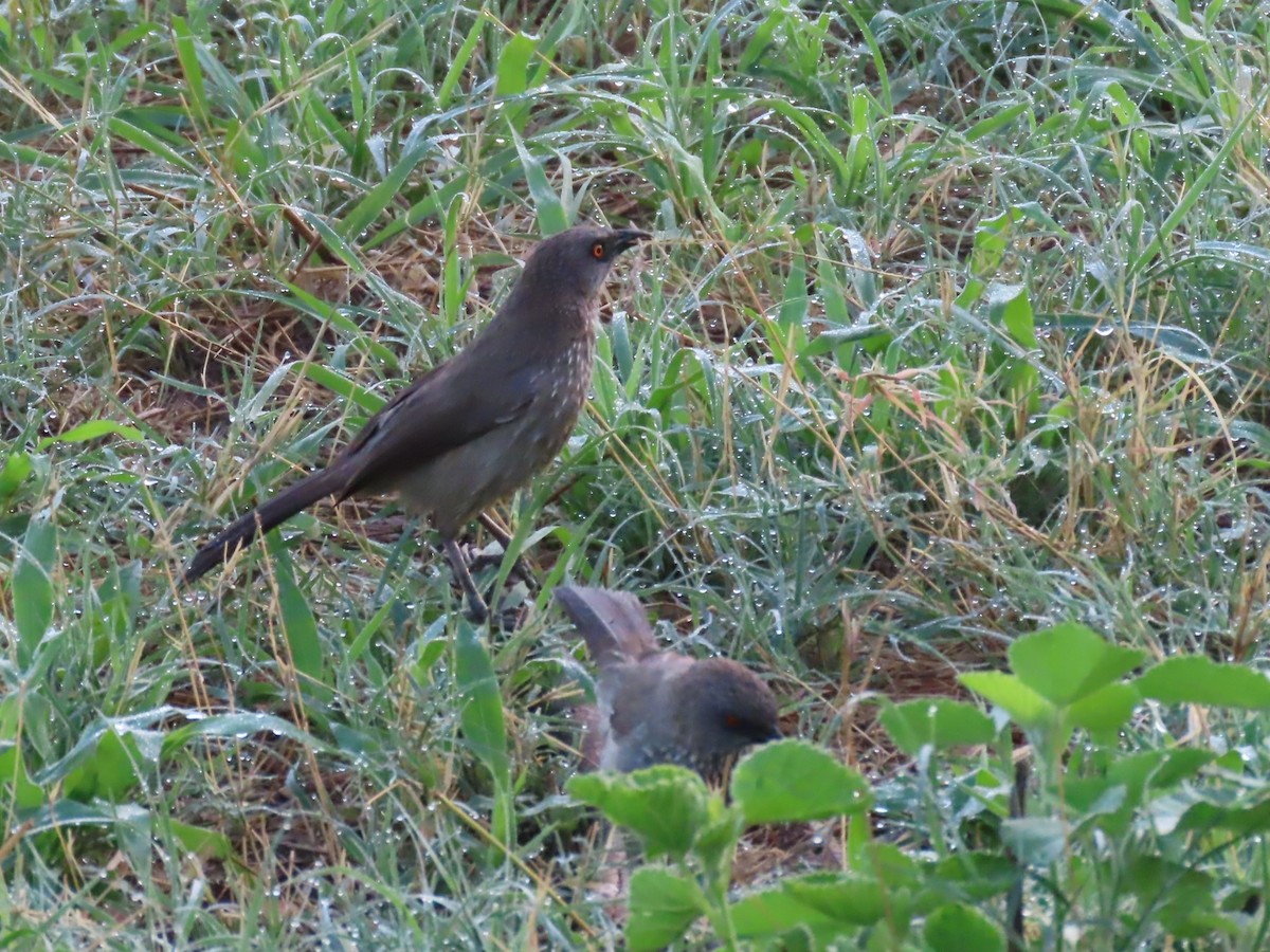 Arrow-marked Babbler - ML646629766