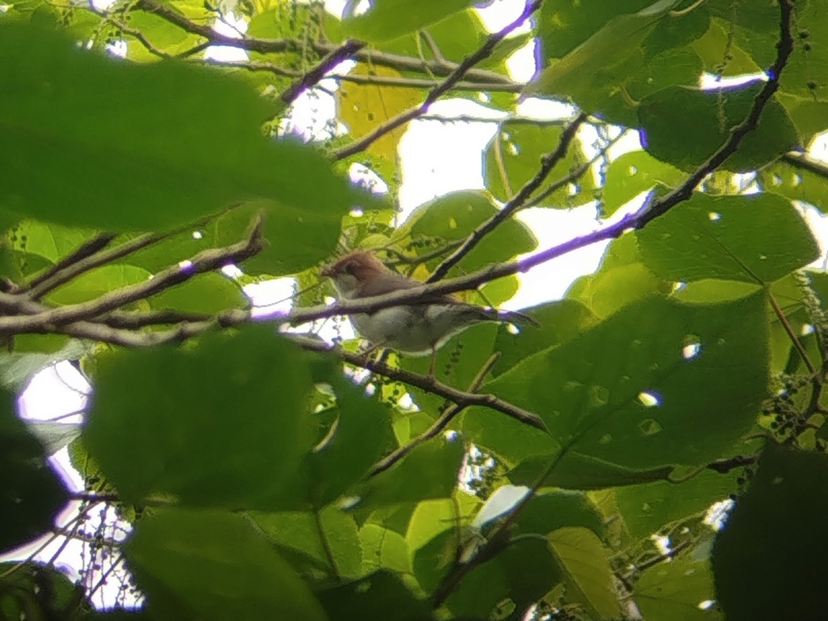 Chestnut-crested Yuhina - ML646629770