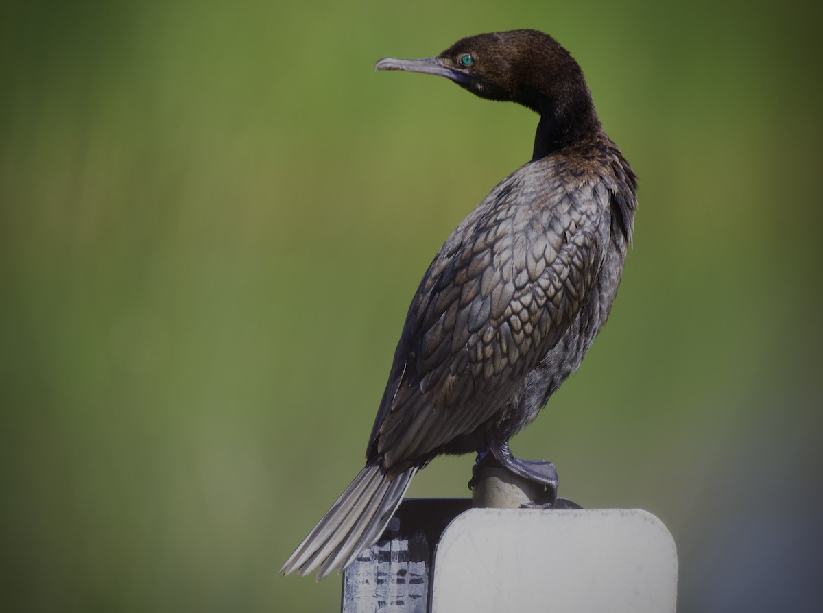 Little Black Cormorant - ML646629771