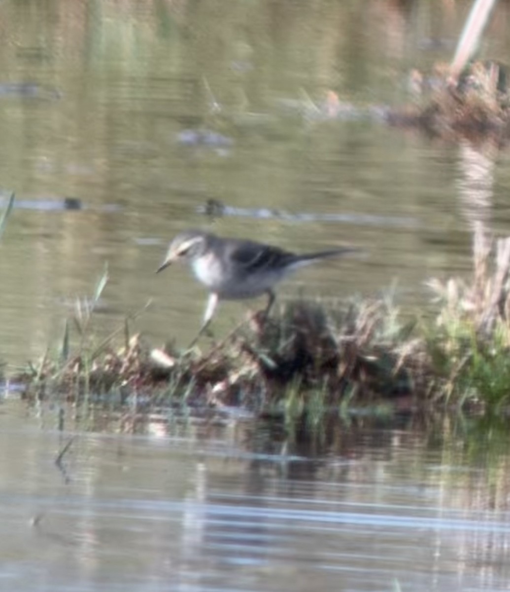 נחליאלי לימוני - ML646629772