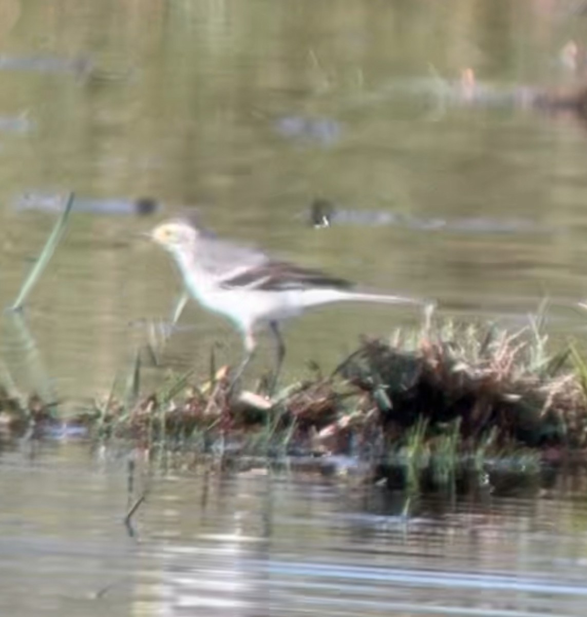 נחליאלי לימוני - ML646629773