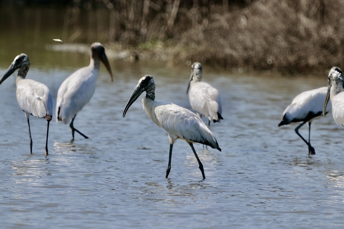 Wood Stork - ML646629774
