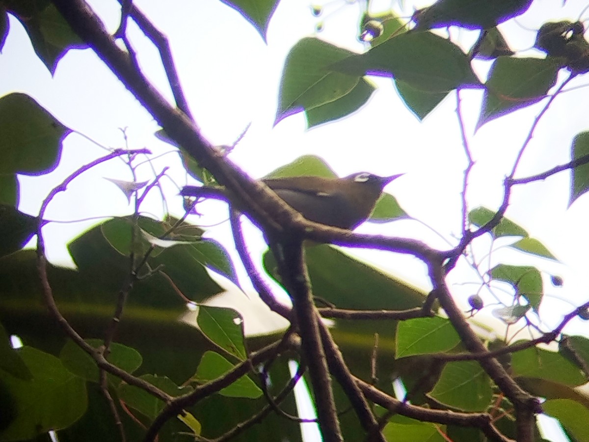 Black-capped White-eye - ML646629775