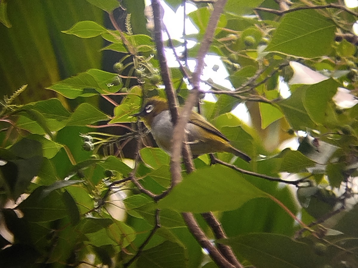 Black-capped White-eye - ML646629776