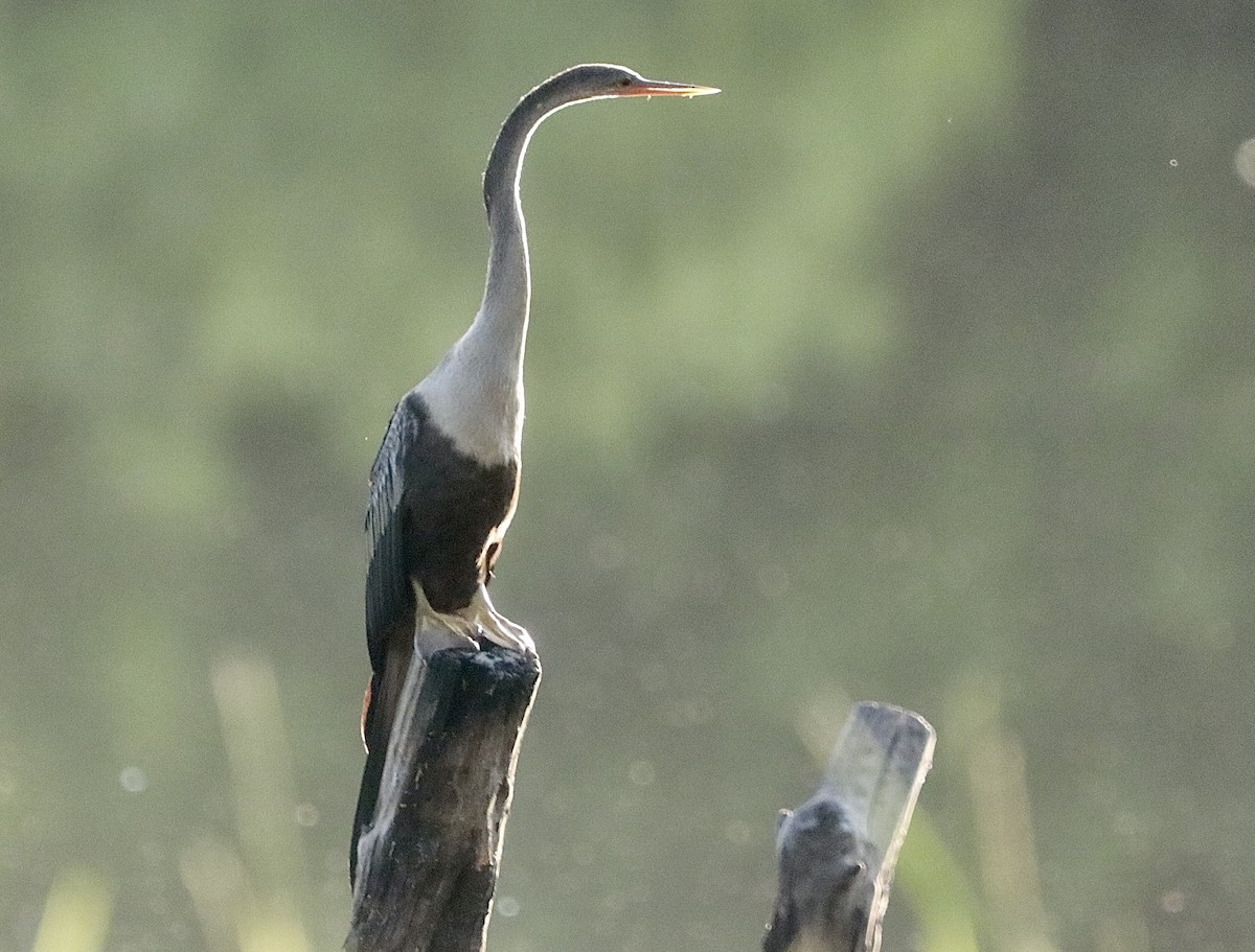 Anhinga - ML646629777