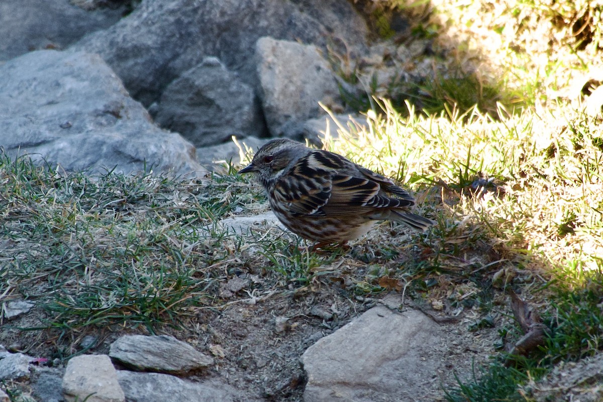 Altay Dağbülbülü - ML646629778