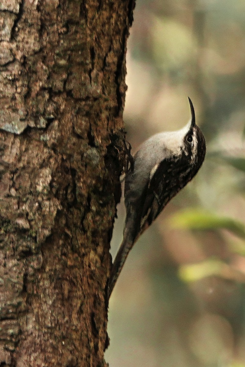Bar-tailed Treecreeper - ML646629779