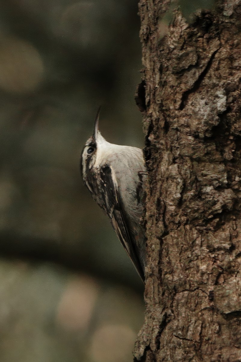 Bar-tailed Treecreeper - ML646629780