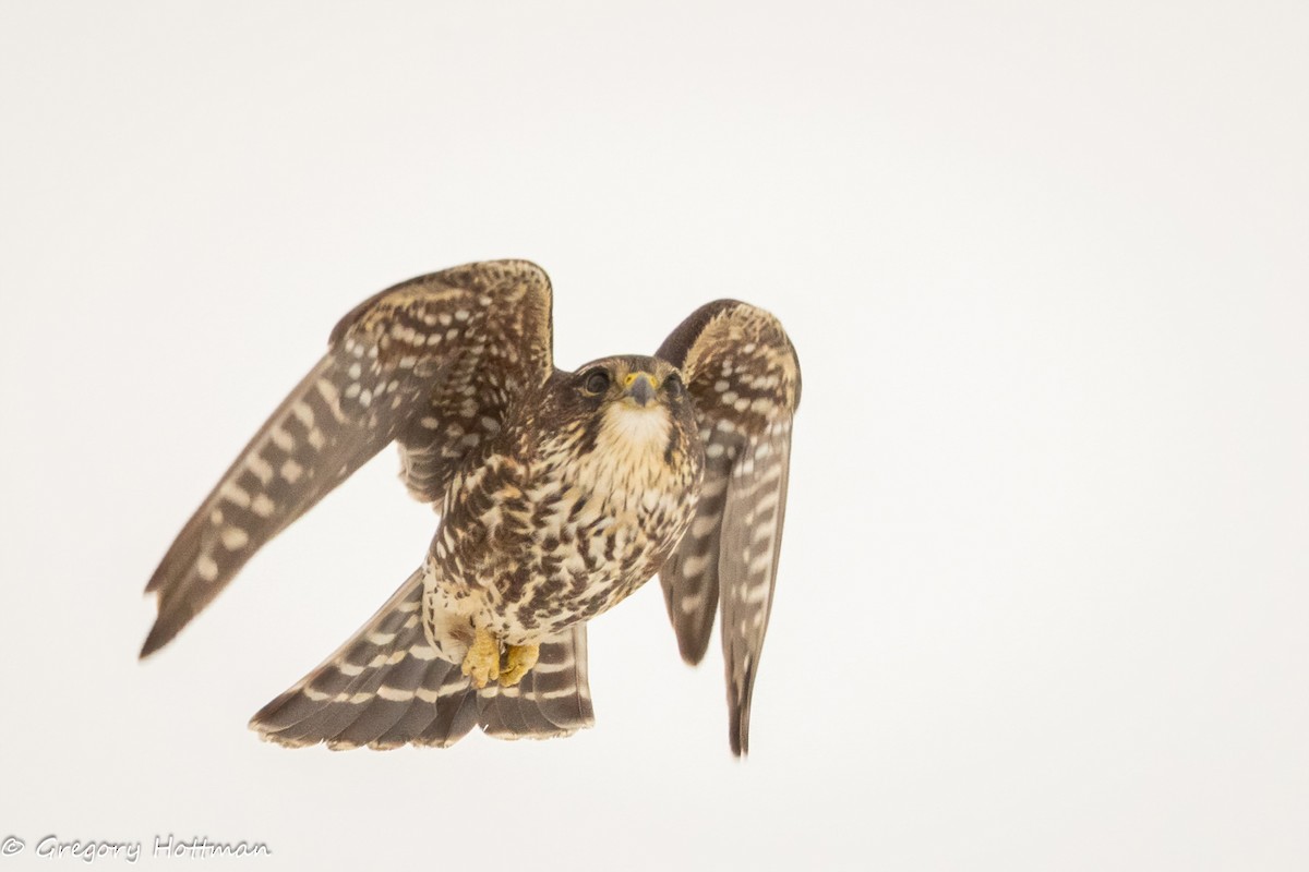 Merlin - ML646629781