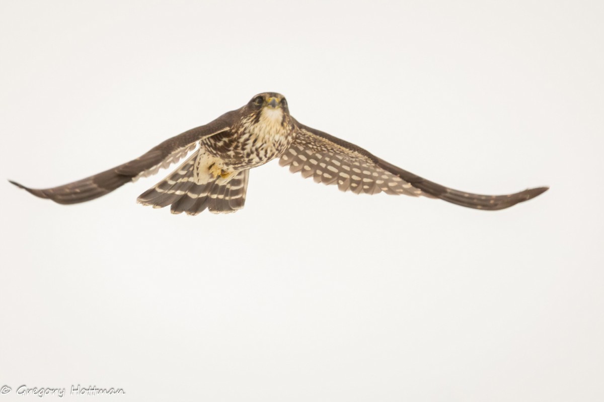 Merlin - ML646629782