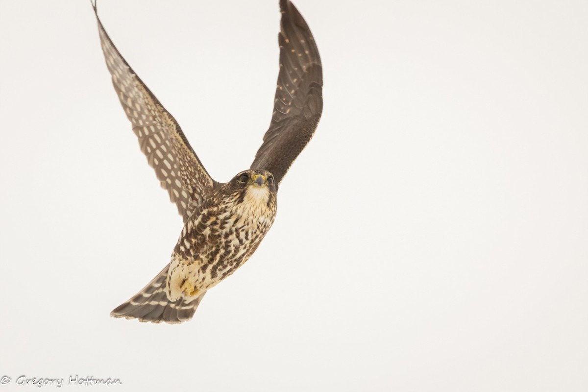 Merlin - ML646629783