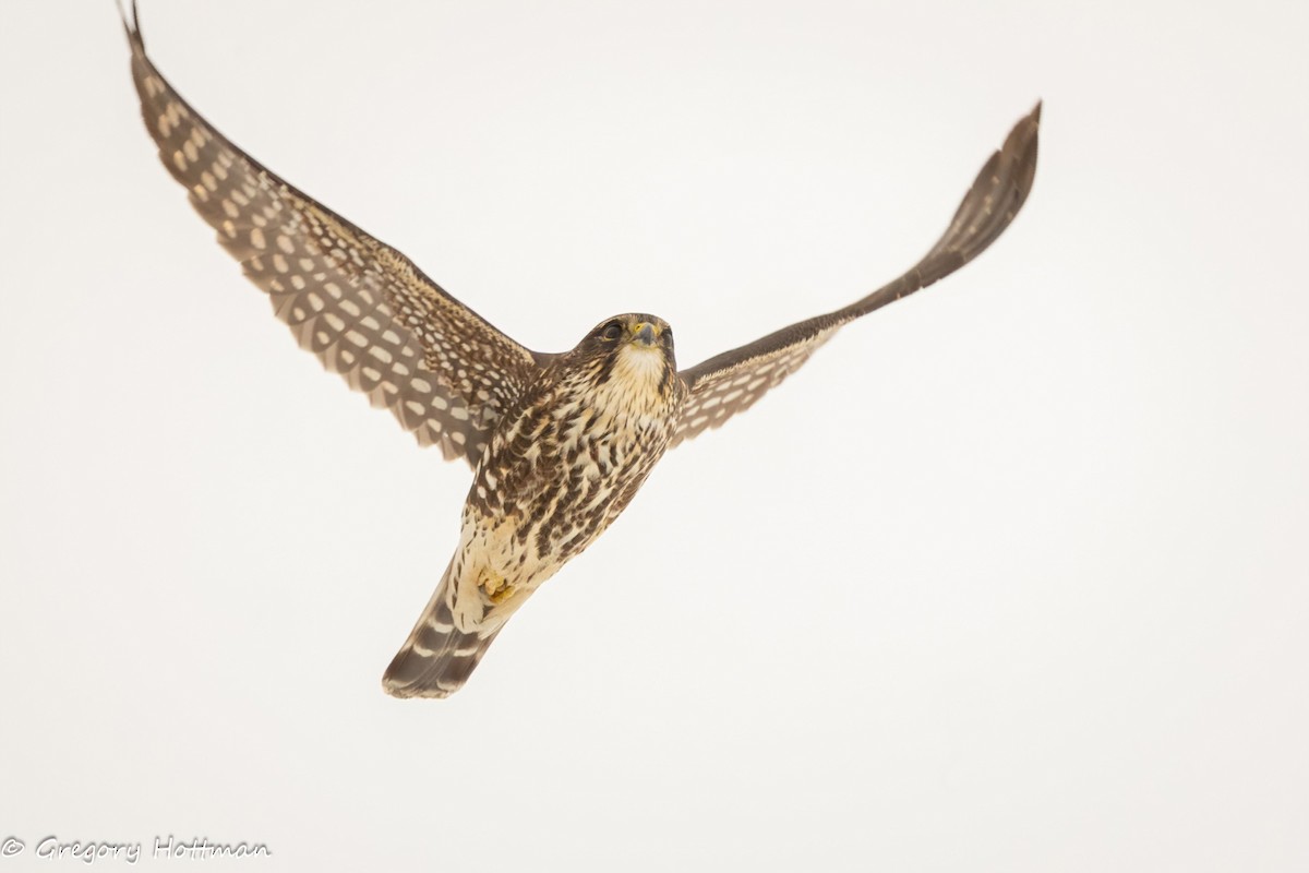 Merlin - ML646629784