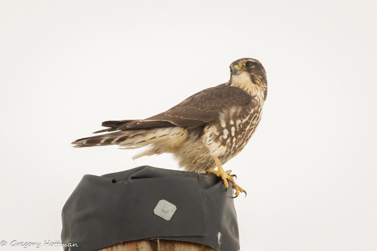 Merlin - ML646629785