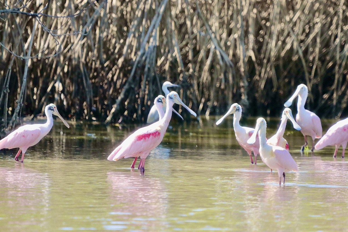 Roseate Spoonbill - ML646629786