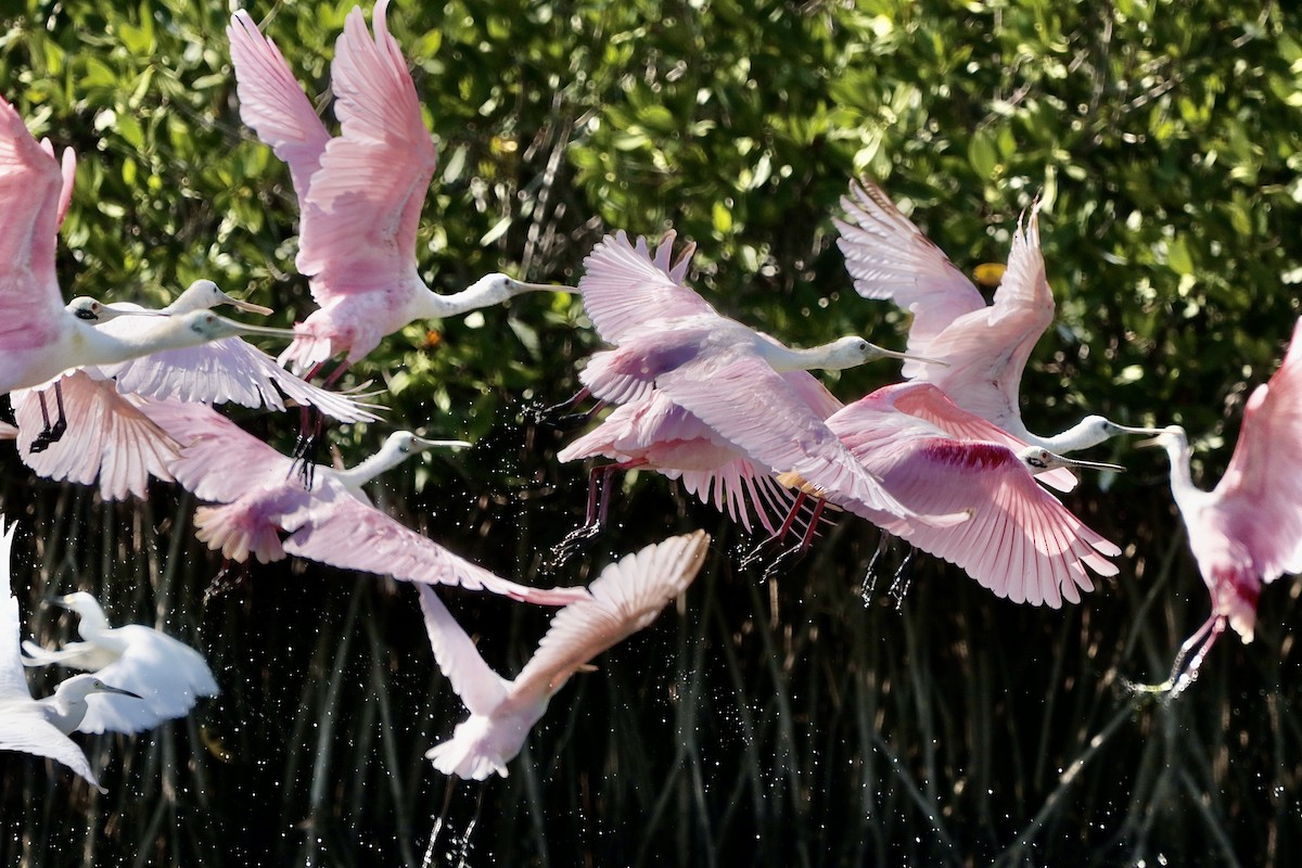 Roseate Spoonbill - ML646629787