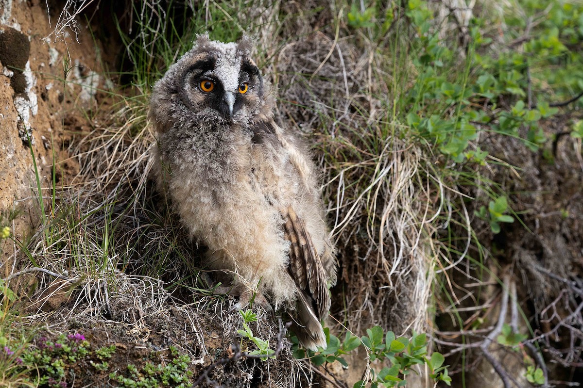 Long-eared Owl - ML646629788