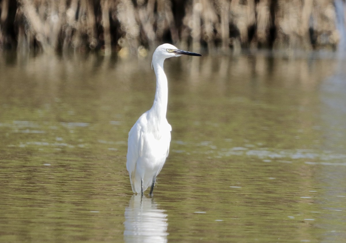 Reddish Egret - ML646629790