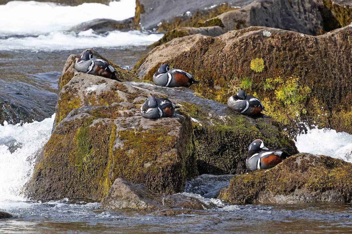Harlequin Duck - ML646629792