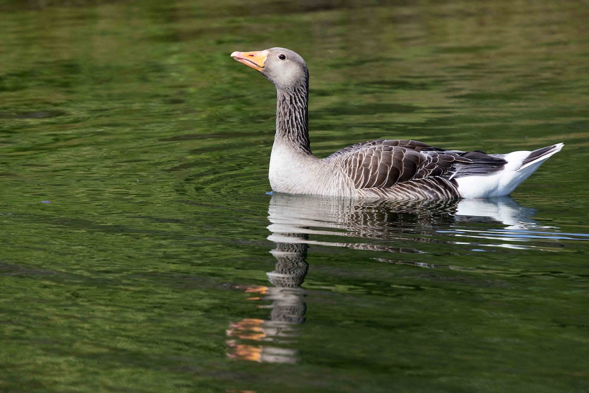 grågås - ML646629793