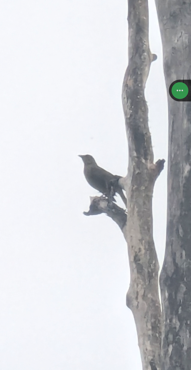 kukačka skořicová - ML646629794