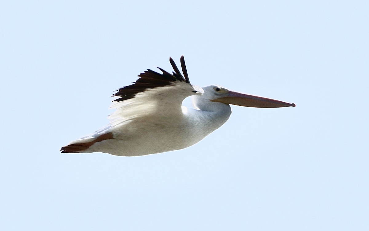 American White Pelican - ML646629795