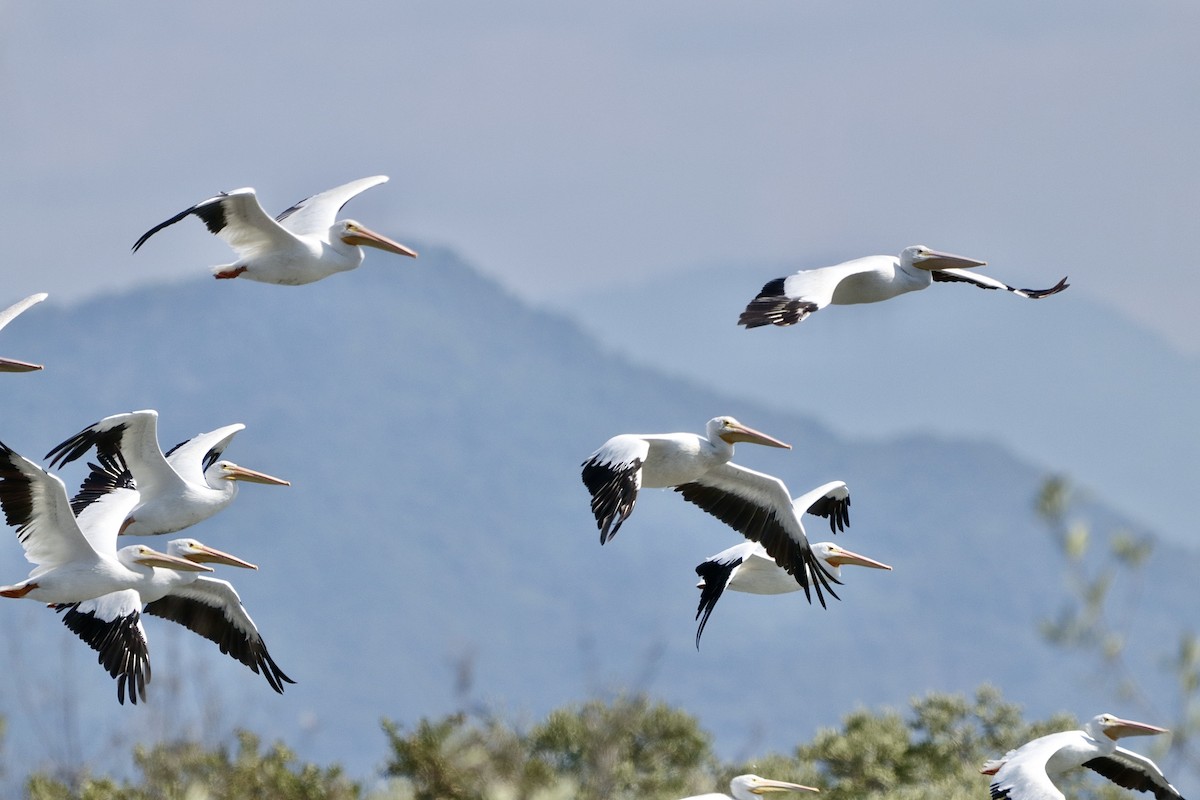 American White Pelican - ML646629796
