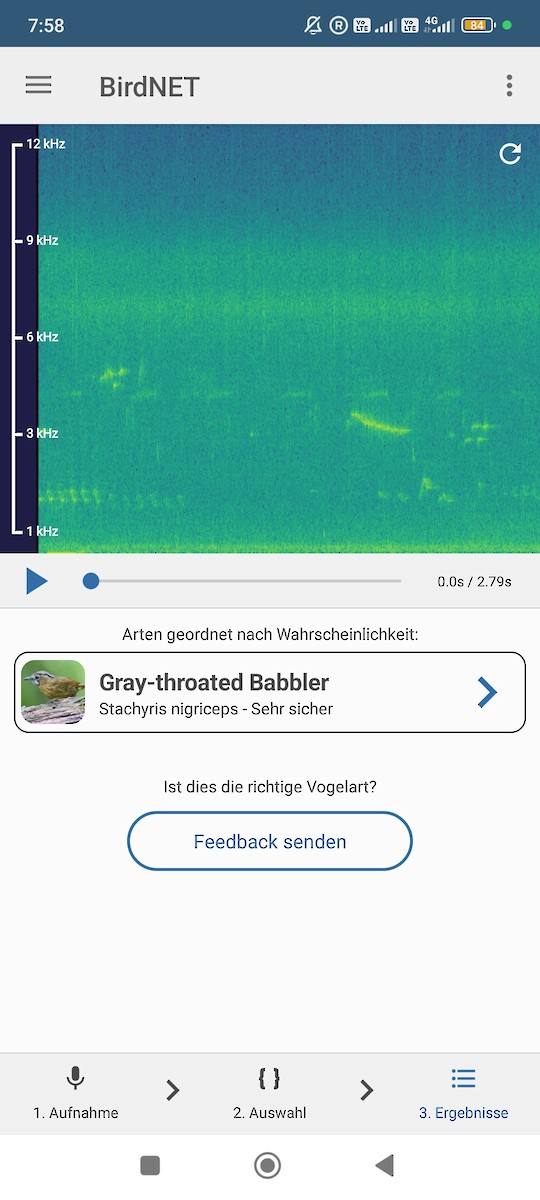 Gray-throated Babbler - ML646629798