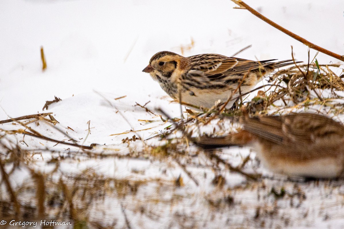 Lapland Longspur - ML646629799