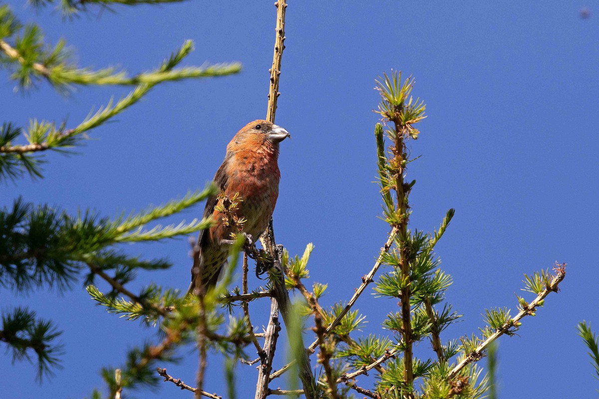 Red Crossbill - ML646629803