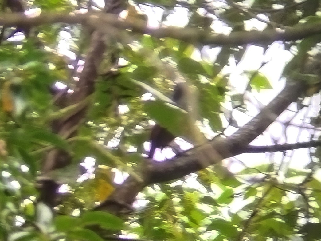 Sunda Laughingthrush - ML646629805