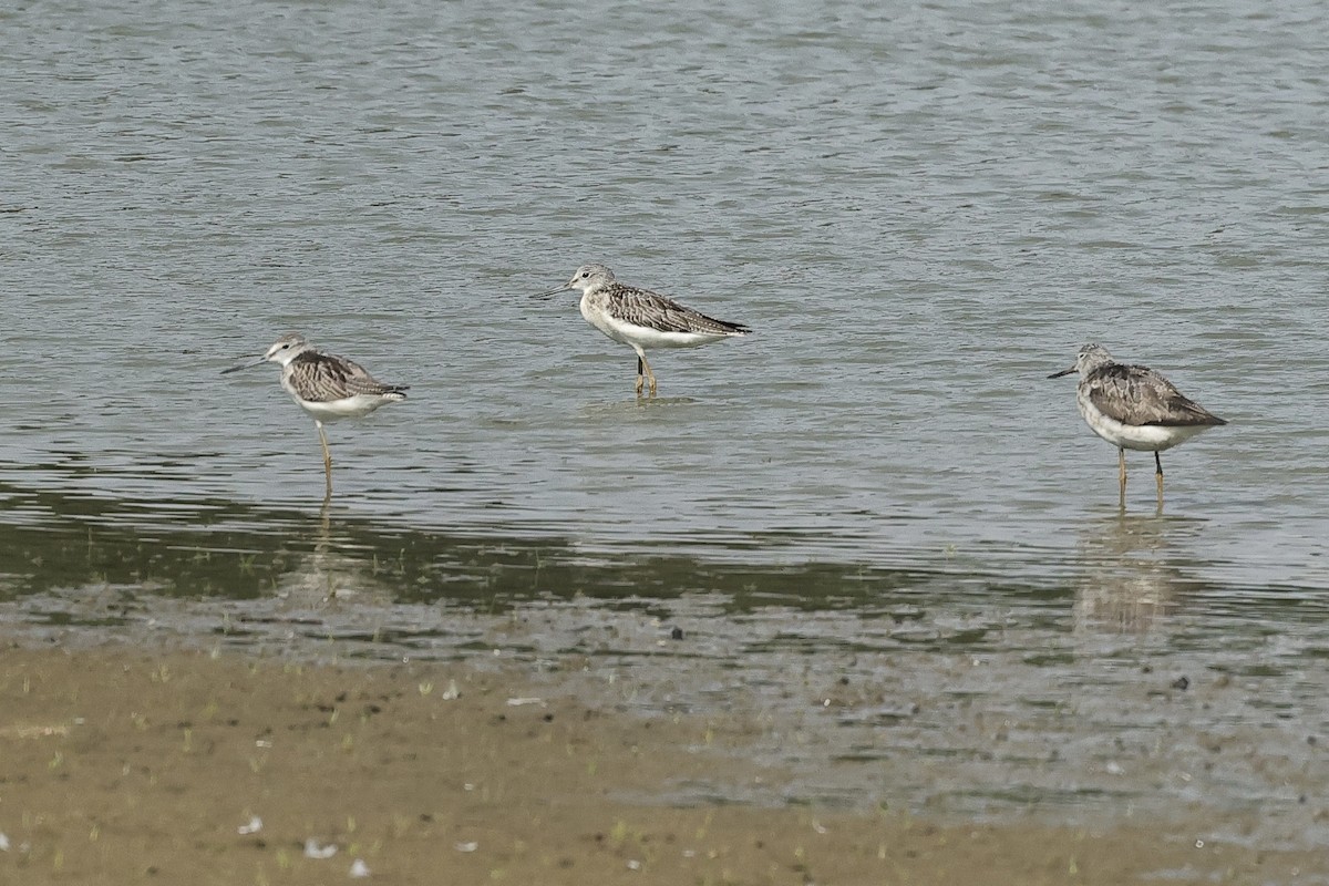 Common Greenshank - ML646629806