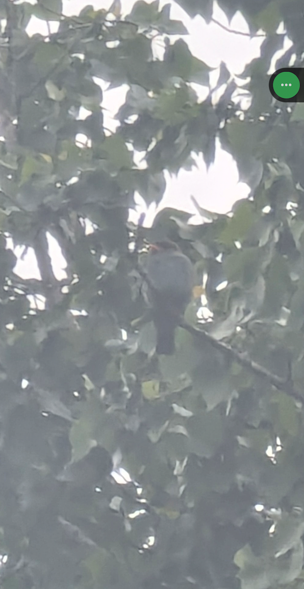 šírozobec východní - ML646629810