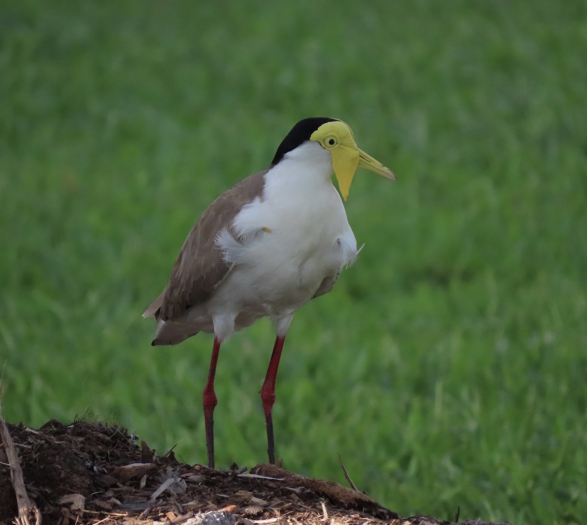 čejka australská - ML646629811