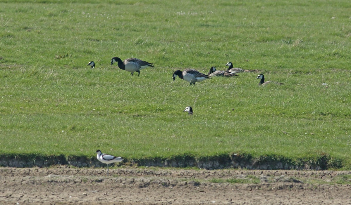 Barnacle Goose - ML646629813