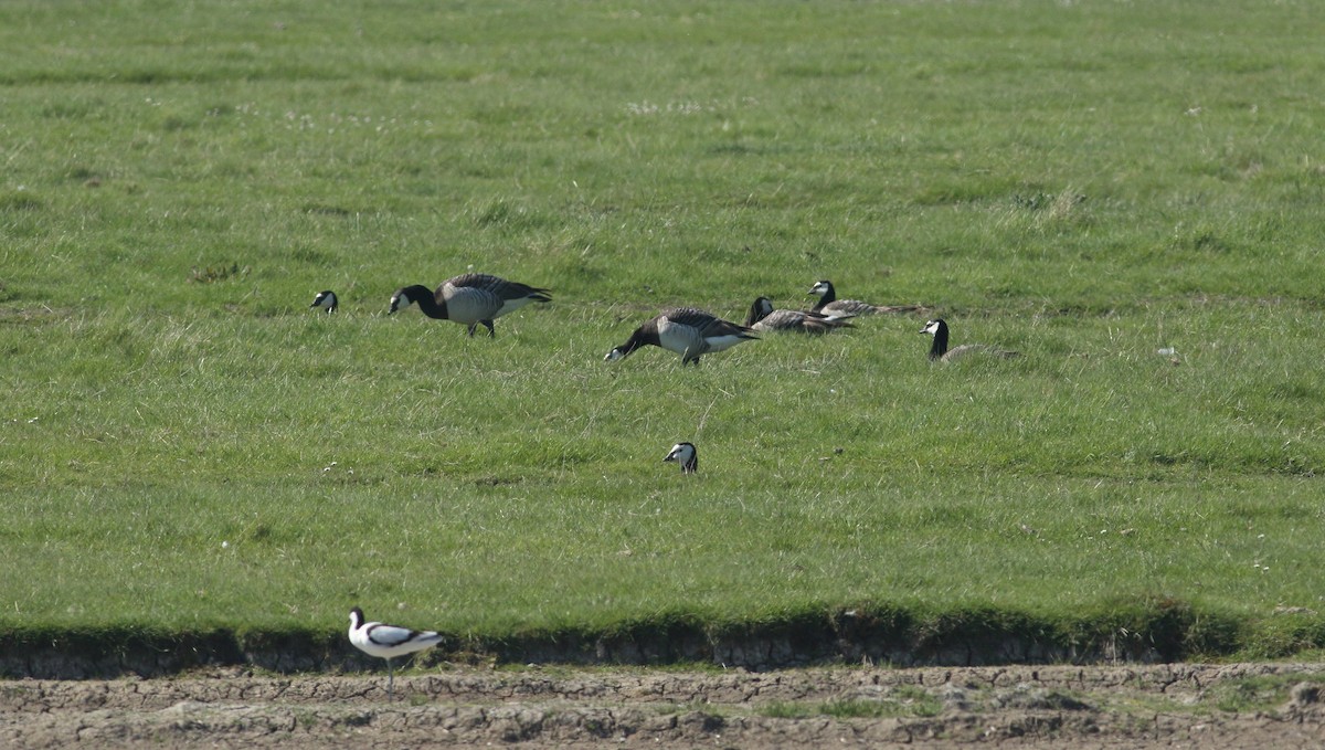 Barnacle Goose - ML646629814